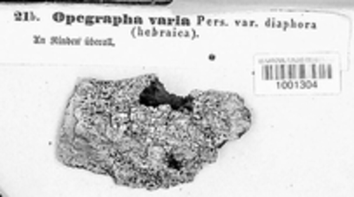Alyxoria image